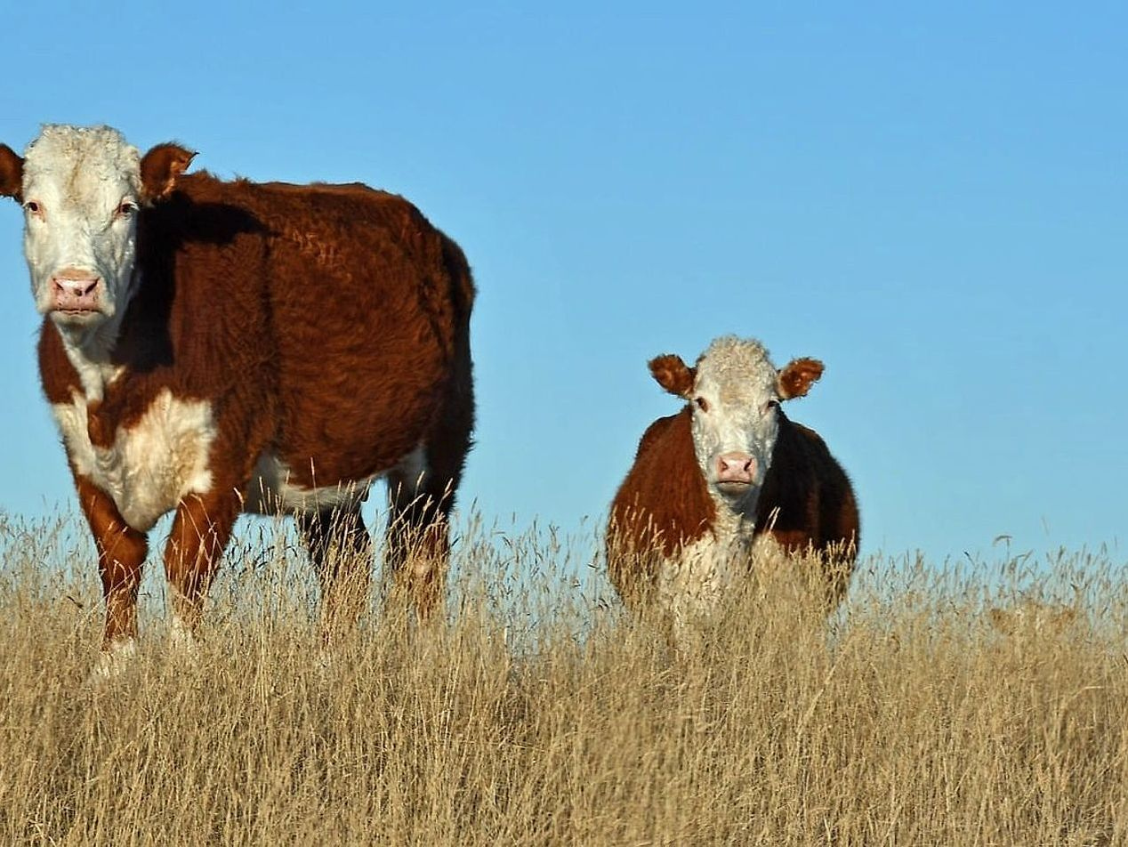 The same cattle trail across four seasons