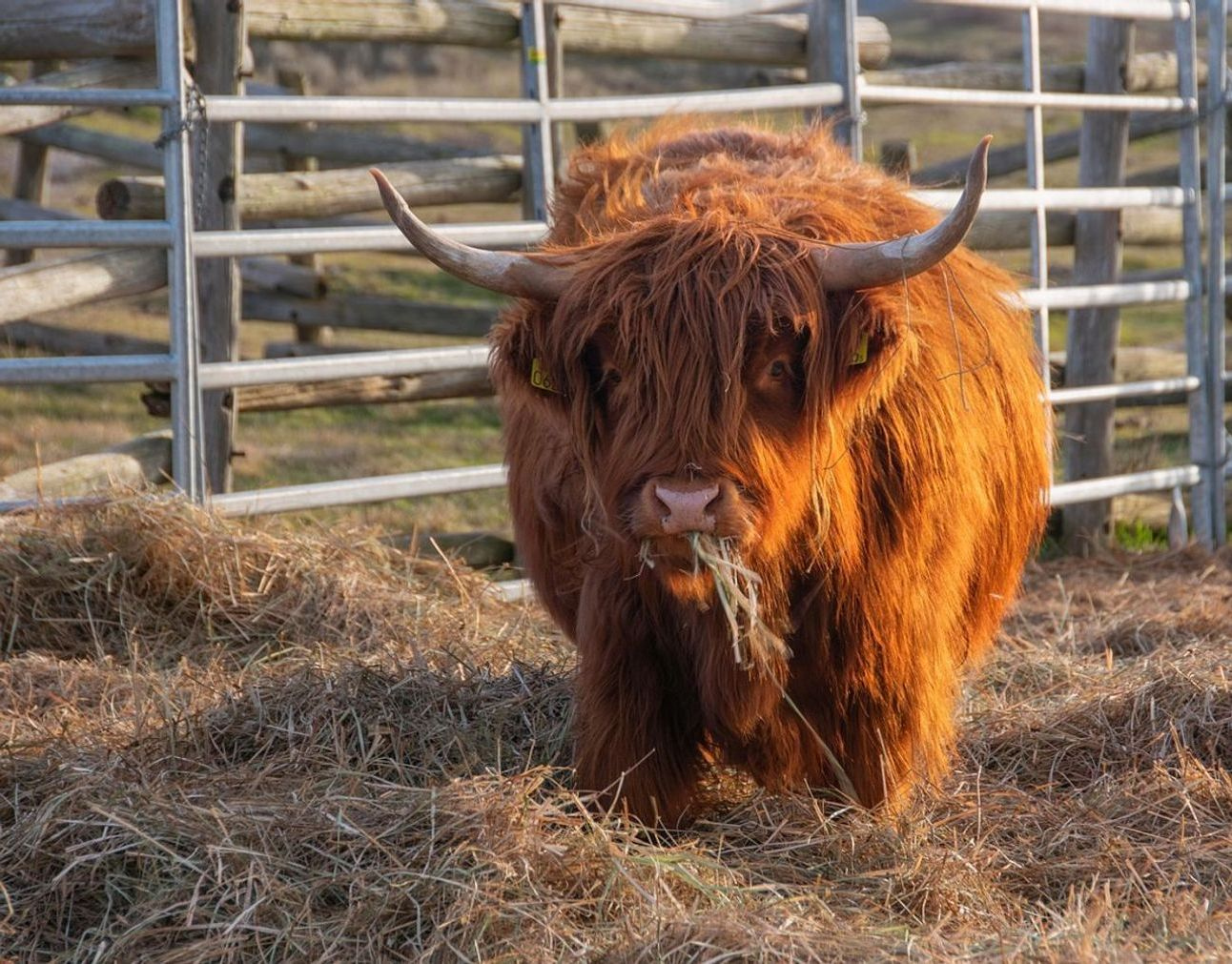 A rancher reviewing herd records near the stables